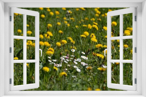 Fototapeta Naklejka Na Ścianę Okno 3D - green meadow full of yellow flowers and daisies