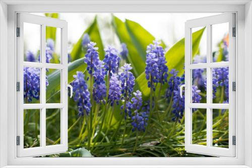 Fototapeta Naklejka Na Ścianę Okno 3D - Szafirki, kwiaty ogrodowe.