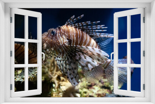 Fototapeta Naklejka Na Ścianę Okno 3D - Close up of Lion fish swimming in blue water. Fish in aquarium