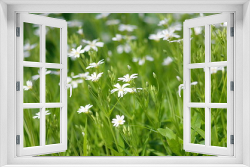 Fototapeta Naklejka Na Ścianę Okno 3D - Small white flowers among the grass.