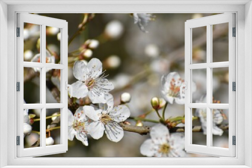 Fototapeta Naklejka Na Ścianę Okno 3D - Macro shot of a plum tree with white flower blossoms on an isolated background