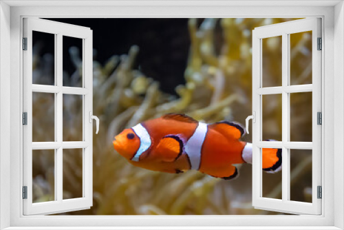 Fototapeta Naklejka Na Ścianę Okno 3D - Clownfish Scottsdale Aquarium Arizona