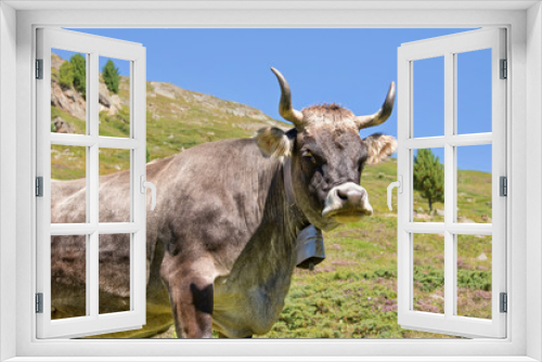 Fototapeta Naklejka Na Ścianę Okno 3D - Tyrolese grey cow in an alpine pasture, Tyrol, Austria