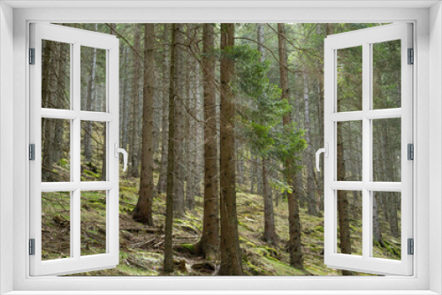 Fototapeta Naklejka Na Ścianę Okno 3D - morning in the pine forest