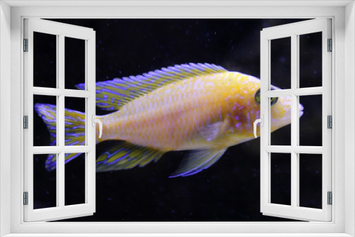 Fototapeta Naklejka Na Ścianę Okno 3D - Bright yellow fish in neon light on a black background