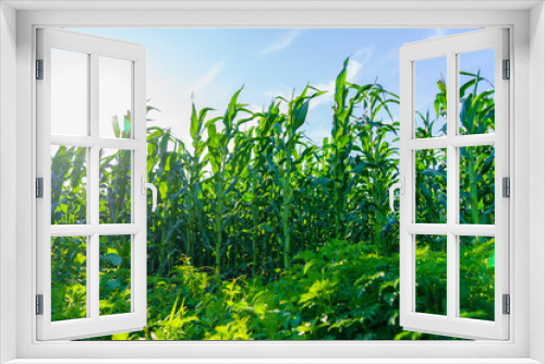 Fototapeta Naklejka Na Ścianę Okno 3D - A field of corn is in full bloom
