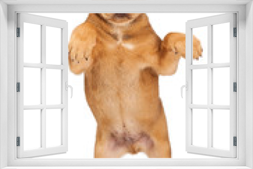 Fototapeta Naklejka Na Ścianę Okno 3D - Young Puppy Standing Up