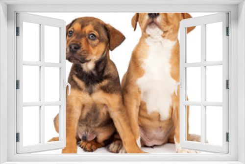 Fototapeta Naklejka Na Ścianę Okno 3D - Two Adorable Crossbreed Puppies