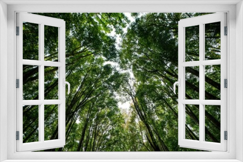 Fototapeta Naklejka Na Ścianę Okno 3D - Low angle shot of tall bamboo trees under a bright sky in Indonesia