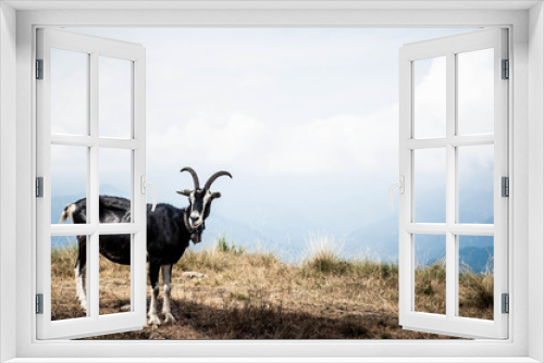 Fototapeta Naklejka Na Ścianę Okno 3D - Goat