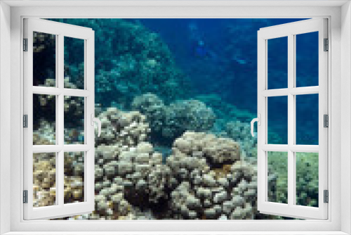 Fototapeta Naklejka Na Ścianę Okno 3D - coral reef with hard corals in tropical sea