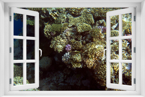 Fototapeta Naklejka Na Ścianę Okno 3D - A nice photo of coral reef