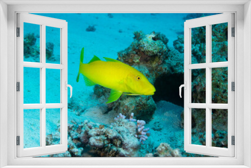 Fototapeta Naklejka Na Ścianę Okno 3D - Yellow fish swimming in blue water