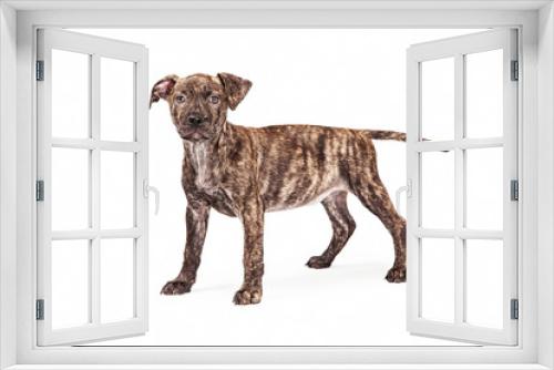 Fototapeta Naklejka Na Ścianę Okno 3D - Cute Brindle Coat Puppy Standing