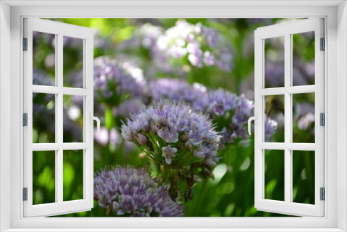 Fototapeta Naklejka Na Ścianę Okno 3D - Blühende Blumen