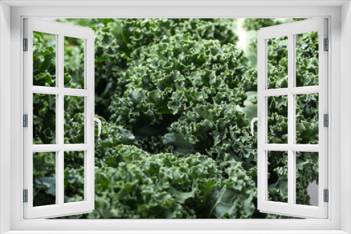 Fototapeta Naklejka Na Ścianę Okno 3D - A healthy fresh curly kale