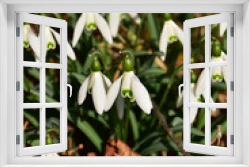 Fototapeta Naklejka Na Ścianę Okno 3D - 枯葉の中に咲くスノードロップ