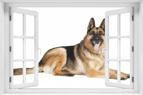 Fototapeta Naklejka Na Ścianę Okno 3D - Schaeferhund liegt