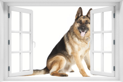 Fototapeta Naklejka Na Ścianę Okno 3D - Schaeferhund von der Seite