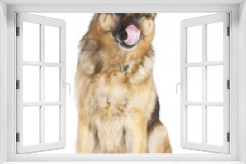 Fototapeta Naklejka Na Ścianę Okno 3D - Schaeferhund weisser hintergrund