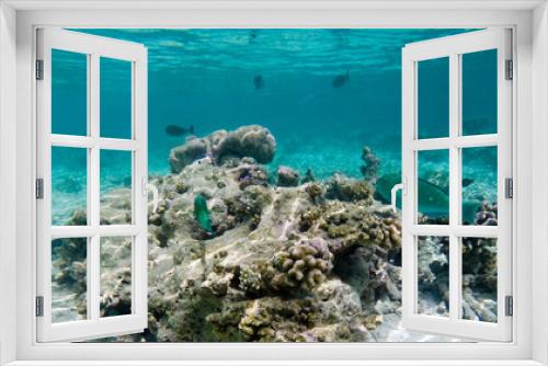 Fototapeta Naklejka Na Ścianę Okno 3D - Korallenriff mit Fischen