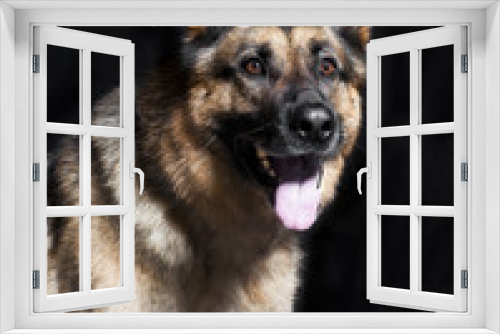 Fototapeta Naklejka Na Ścianę Okno 3D - Schaeferhund portrait
