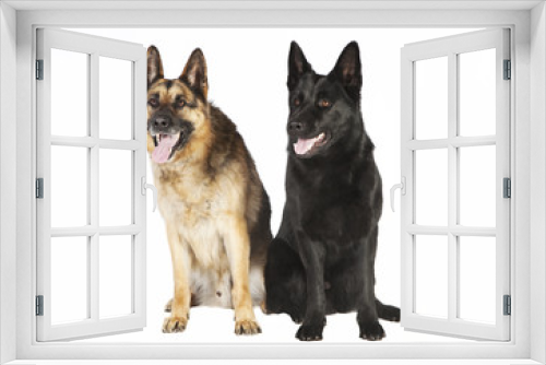 Fototapeta Naklejka Na Ścianę Okno 3D - zwei Schaeferhunde
