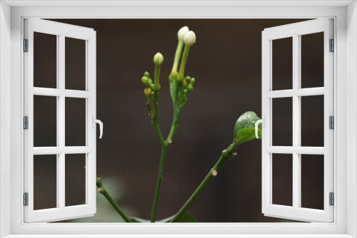 Fototapeta Naklejka Na Ścianę Okno 3D - Selective focus of white jasmines flower bud