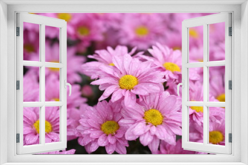 Fototapeta Naklejka Na Ścianę Okno 3D - Chrysanthemum flower blooming in the garden