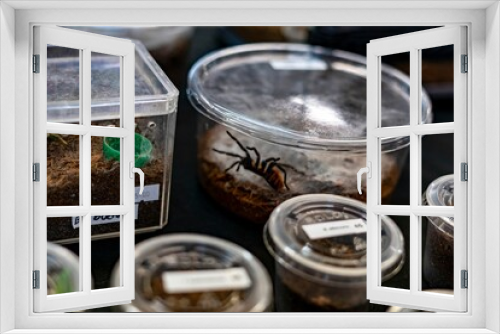 Fototapeta Naklejka Na Ścianę Okno 3D - Closeup shot of different animals including a tarantula in plastic containers for sale