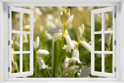 Fototapeta Naklejka Na Ścianę Okno 3D - white beautiful flowers of hyacinthoides grow on the field they are similar to bells and lilies of the valley in the spring
