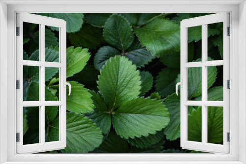 Fototapeta Naklejka Na Ścianę Okno 3D - Strawberry leaves background. Close-up view of fresh green garden strawberry plant leaves from above position. Green foliage texture