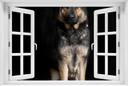 Fototapeta Naklejka Na Ścianę Okno 3D - deutscher Schaeferhund