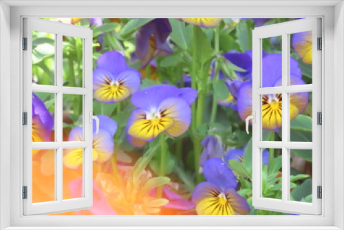 Fototapeta Naklejka Na Ścianę Okno 3D - 群生して咲くパンジーの花