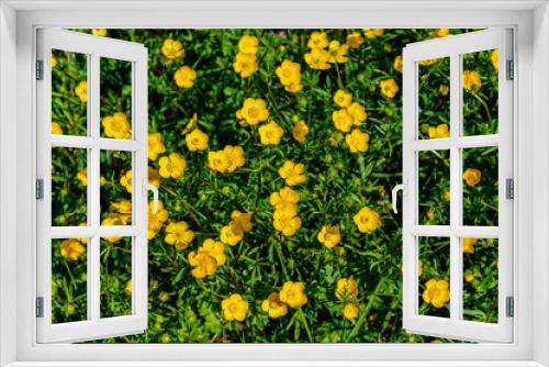 Fototapeta Naklejka Na Ścianę Okno 3D - Buttercup or creeping buttercup in a garden in spring, ranunculus repens