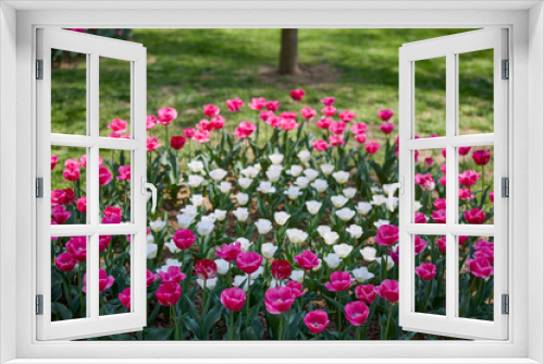 Fototapeta Naklejka Na Ścianę Okno 3D - Clouse ap with different types of beautiful tulips in different colors with bokeh.