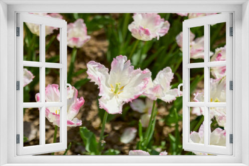 Fototapeta Naklejka Na Ścianę Okno 3D - Clouse ap with different types of beautiful tulips in different colors with bokeh.