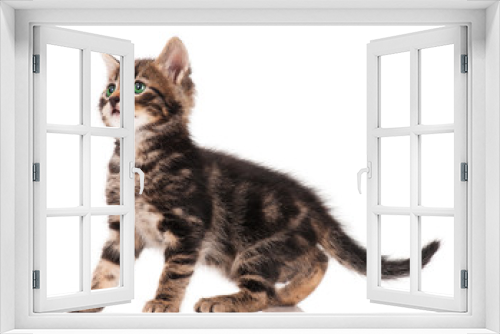 Fototapeta Naklejka Na Ścianę Okno 3D - Cute kitten