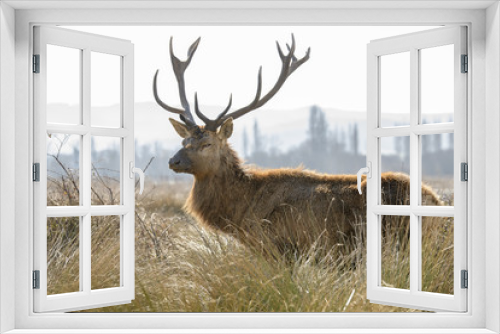Fototapeta Naklejka Na Ścianę Okno 3D - Deer at Salburua park, Vitoria (Spain)