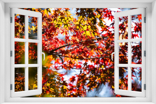 Fototapeta Naklejka Na Ścianę Okno 3D - Experience the Vibrant Colors of Autumn in Japan: Exploring the Majestic Forests and Gardens of Kyoto, A Spectacular Landscape of Red, Orange, and Green Maple Leaves Against the Serene Sky
