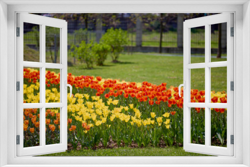 Fototapeta Naklejka Na Ścianę Okno 3D - beautiful landscape in the park, arrangement with tulips in spring.