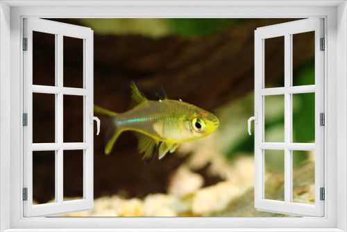Fototapeta Naklejka Na Ścianę Okno 3D - Celebes Rainbow Fish Marosatherina ladigesi rainbowfish