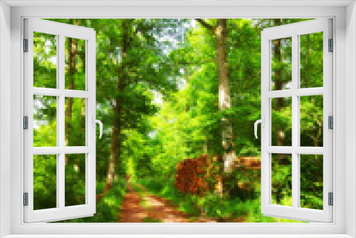 Fototapeta Naklejka Na Ścianę Okno 3D - Forest, landscape and path with trees in summer for conservation or sustainability of ecosystem. Jungle, nature and dirt road with green rainforest or woods for adventure, exploration and hiking
