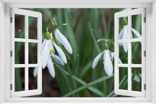 Fototapeta Naklejka Na Ścianę Okno 3D - snowdrop flowers