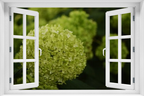 Fototapeta Naklejka Na Ścianę Okno 3D - Blooming hydrangea lime green flowers closeup, bokeh selective focus, hydrangea background.