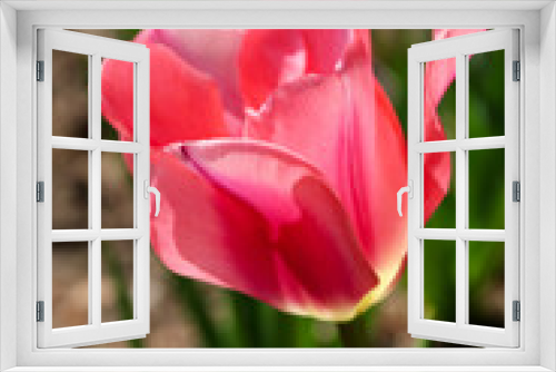 Fototapeta Naklejka Na Ścianę Okno 3D - Medium close up shot of a blooming pink tulip in a garden