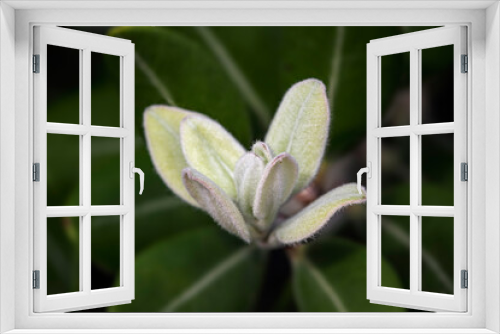Fototapeta Naklejka Na Ścianę Okno 3D - Willd hairy flower macro