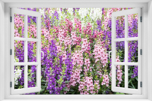 Fototapeta Naklejka Na Ścianę Okno 3D - Beautiful Angelonia salicariifolia flowers.