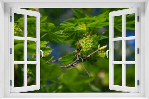 Fototapeta Naklejka Na Ścianę Okno 3D - Green flowers of a maple tree.