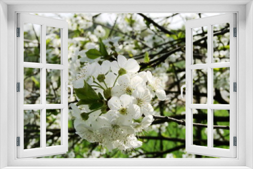 Fototapeta Naklejka Na Ścianę Okno 3D - Kwiaty drzew owocowych
